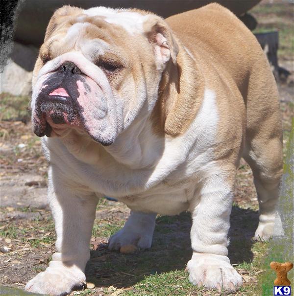 Stud Dogs in NJ